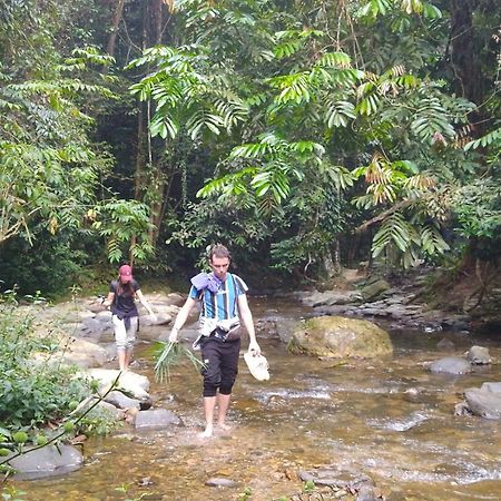 Pongo Guest House & Jungle Trekking Букит-Лаванг Экстерьер фото