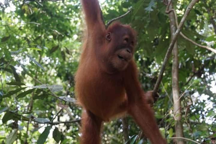 Pongo Guest House & Jungle Trekking Букит-Лаванг Экстерьер фото