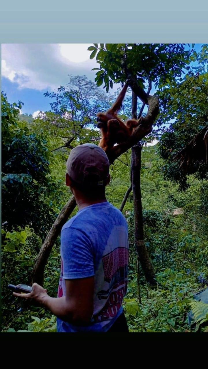 Pongo Guest House & Jungle Trekking Букит-Лаванг Экстерьер фото