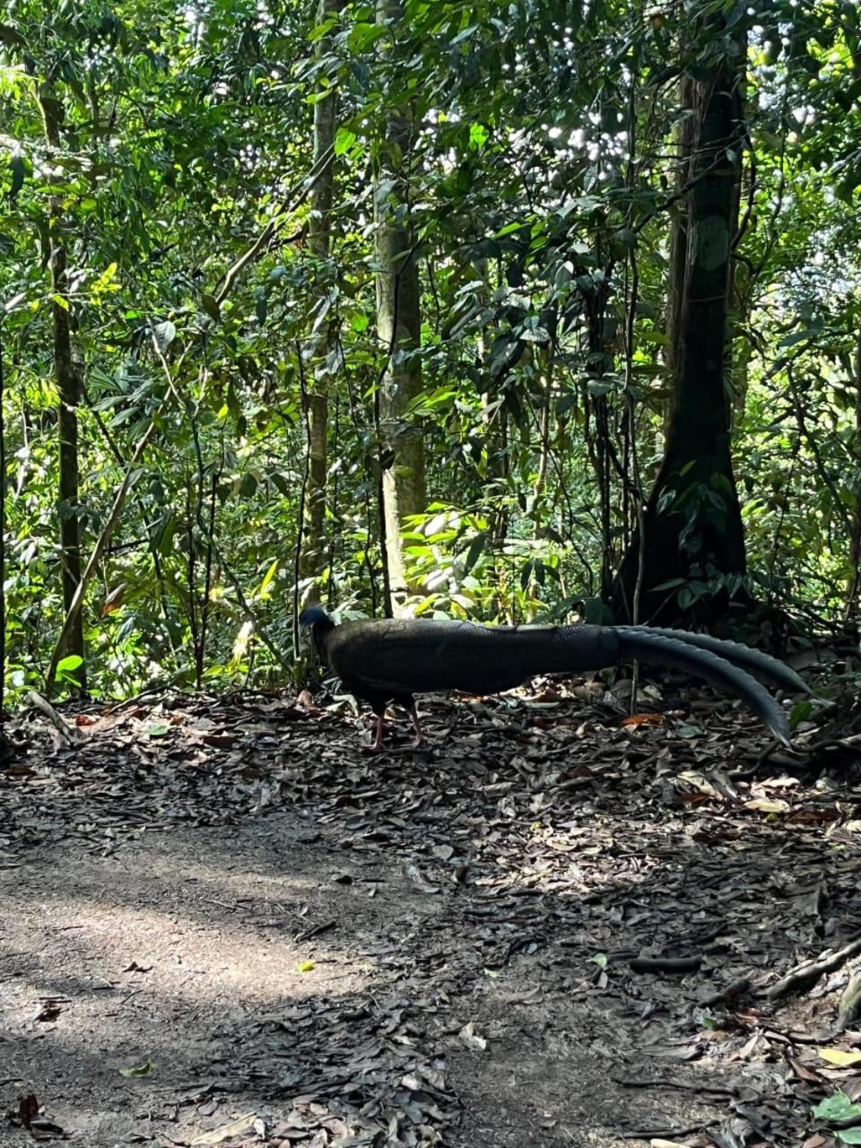 Pongo Guest House & Jungle Trekking Букит-Лаванг Экстерьер фото