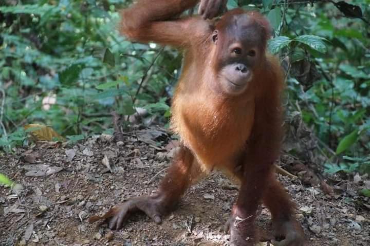 Pongo Guest House & Jungle Trekking Букит-Лаванг Экстерьер фото