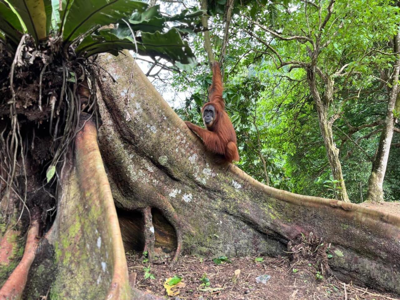 Pongo Guest House & Jungle Trekking Букит-Лаванг Экстерьер фото