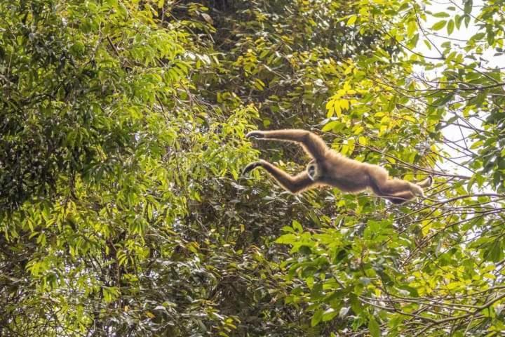 Pongo Guest House & Jungle Trekking Букит-Лаванг Экстерьер фото