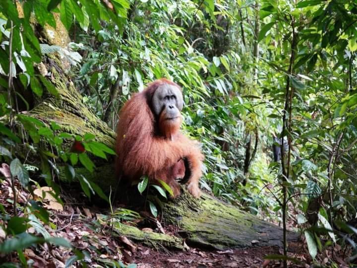 Pongo Guest House & Jungle Trekking Букит-Лаванг Экстерьер фото