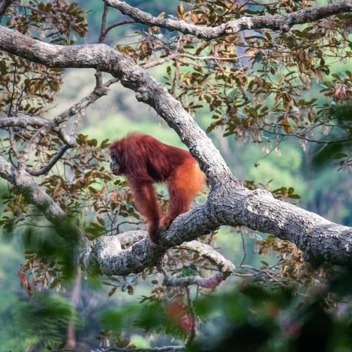 Pongo Guest House & Jungle Trekking Букит-Лаванг Экстерьер фото