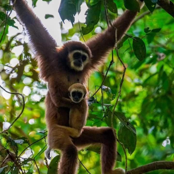 Pongo Guest House & Jungle Trekking Букит-Лаванг Экстерьер фото