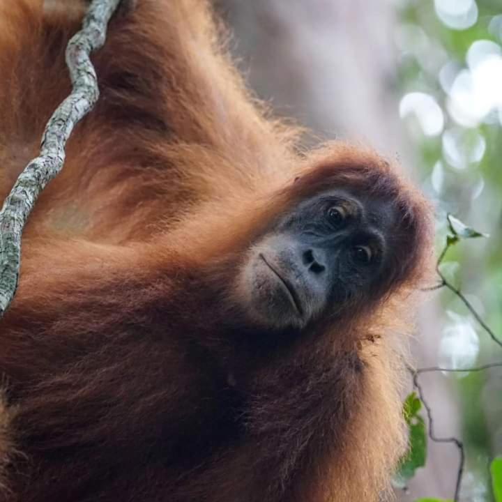 Pongo Guest House & Jungle Trekking Букит-Лаванг Экстерьер фото