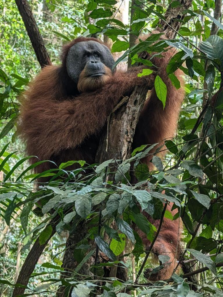Pongo Guest House & Jungle Trekking Букит-Лаванг Экстерьер фото