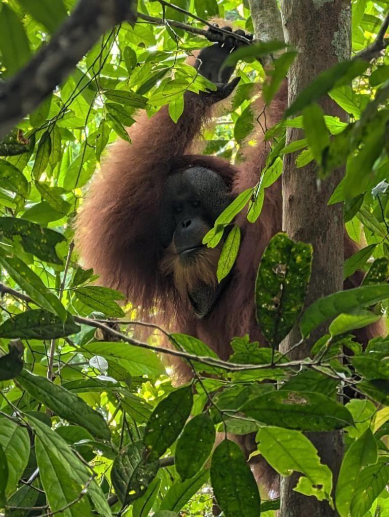 Pongo Guest House & Jungle Trekking Букит-Лаванг Экстерьер фото