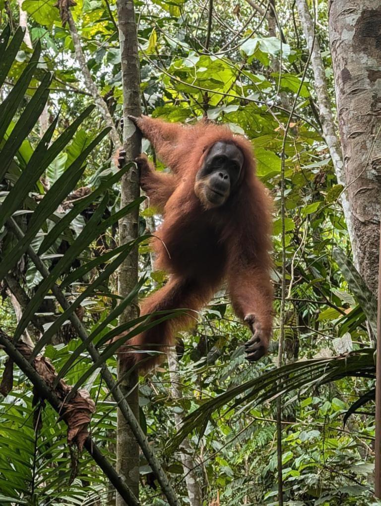 Pongo Guest House & Jungle Trekking Букит-Лаванг Экстерьер фото