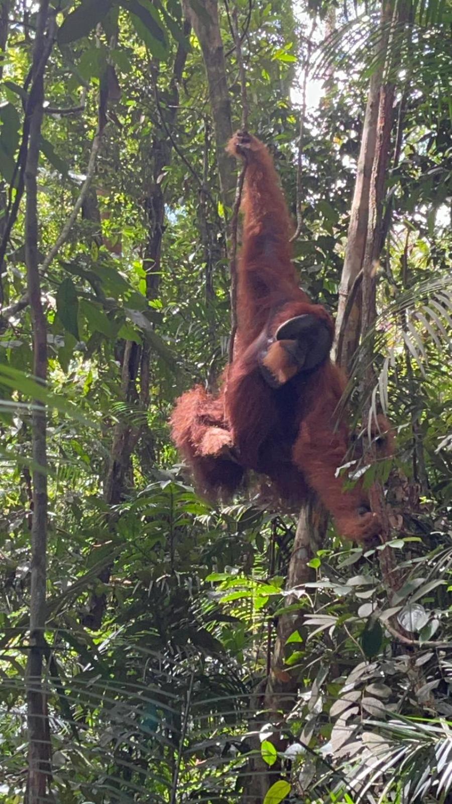 Pongo Guest House & Jungle Trekking Букит-Лаванг Экстерьер фото