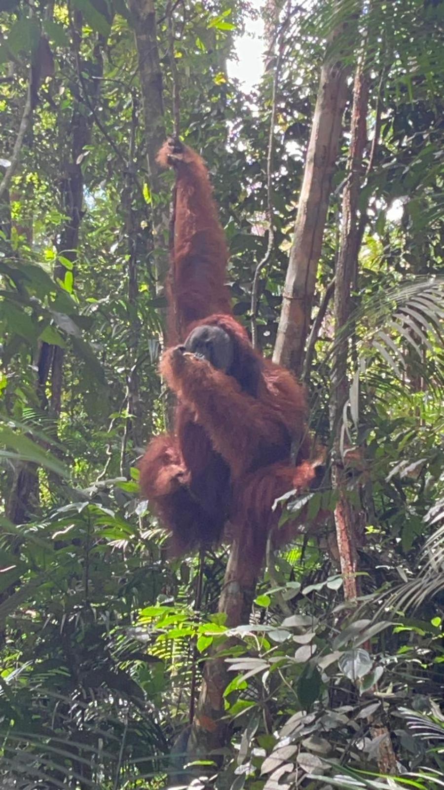 Pongo Guest House & Jungle Trekking Букит-Лаванг Экстерьер фото