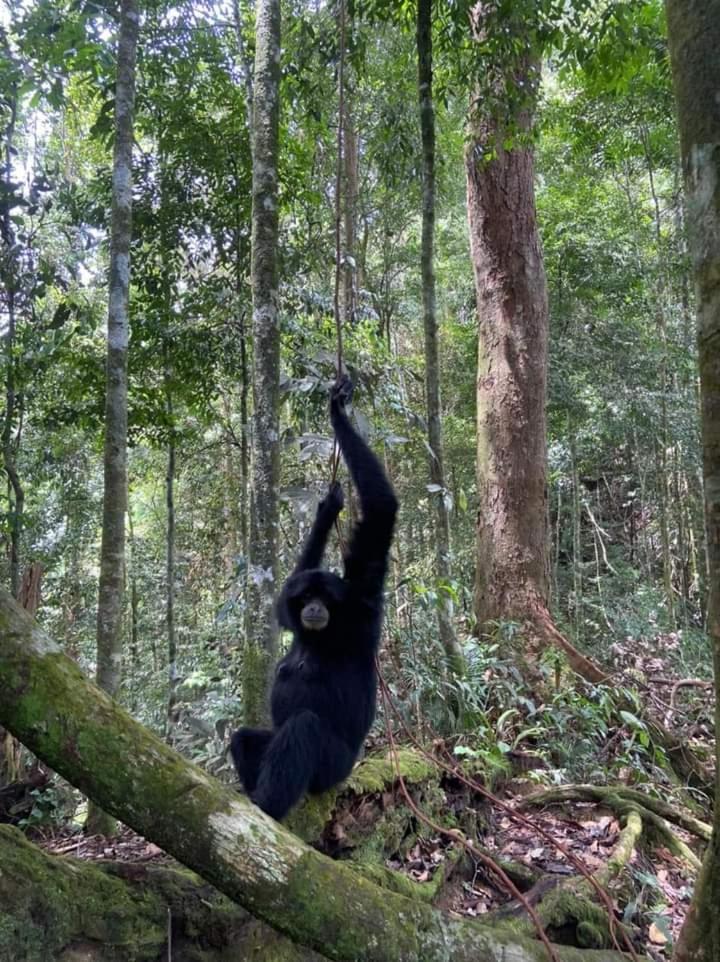 Pongo Guest House & Jungle Trekking Букит-Лаванг Экстерьер фото
