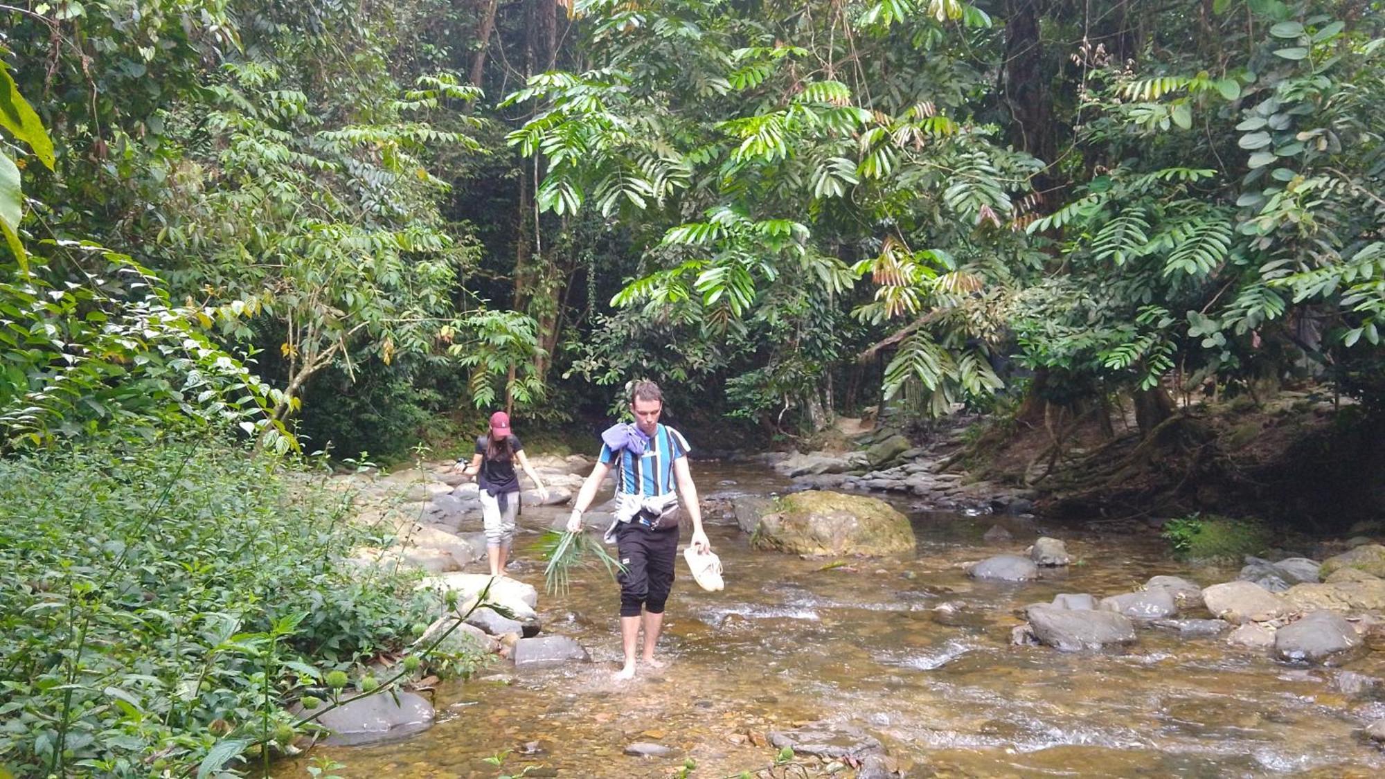 Pongo Guest House & Jungle Trekking Букит-Лаванг Экстерьер фото